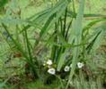 Sagittaria Trifolia Extract 